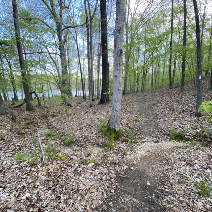 Near North-South Trail (North Section)