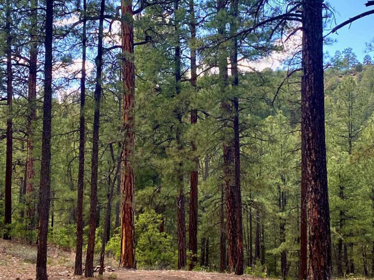 Devil Mountain-Fr Rd 626 photo 6
