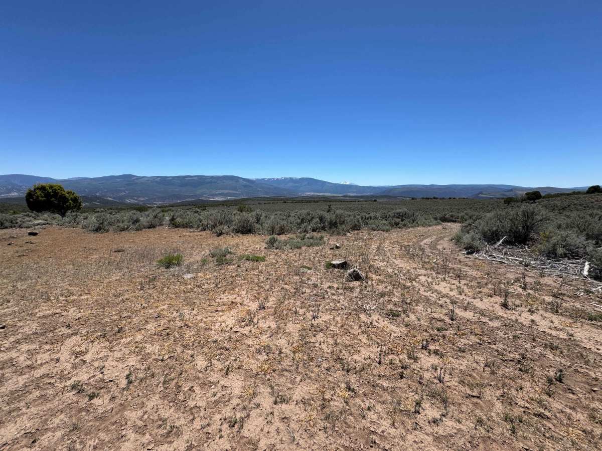 BLM 8486 photo 5