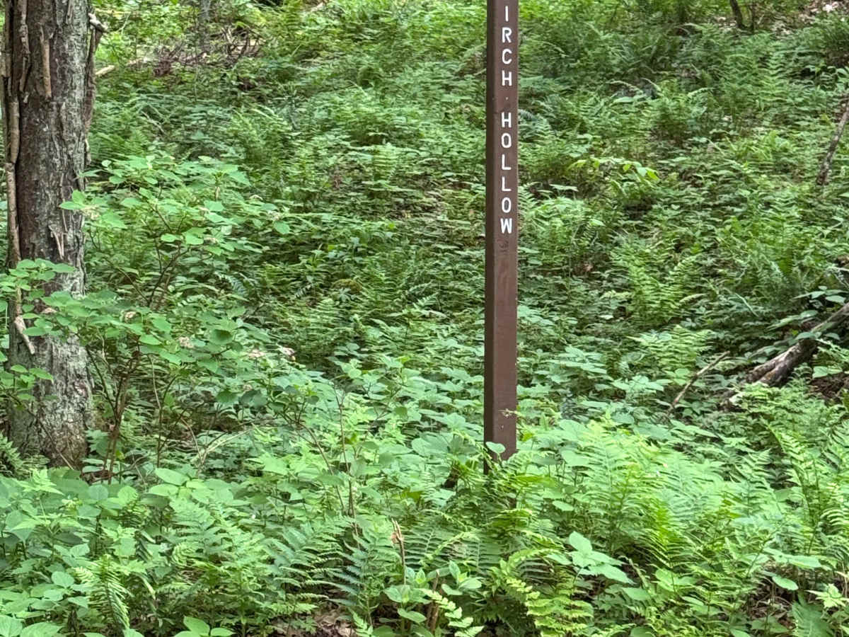 Left Branch Young Womans Creek Road photo 4