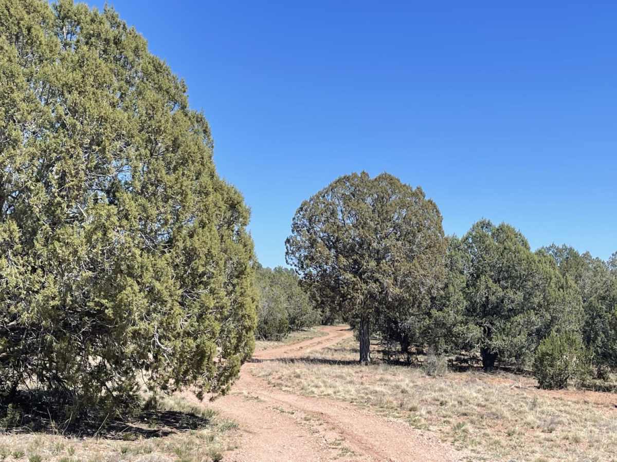 Pine Flat photo 5