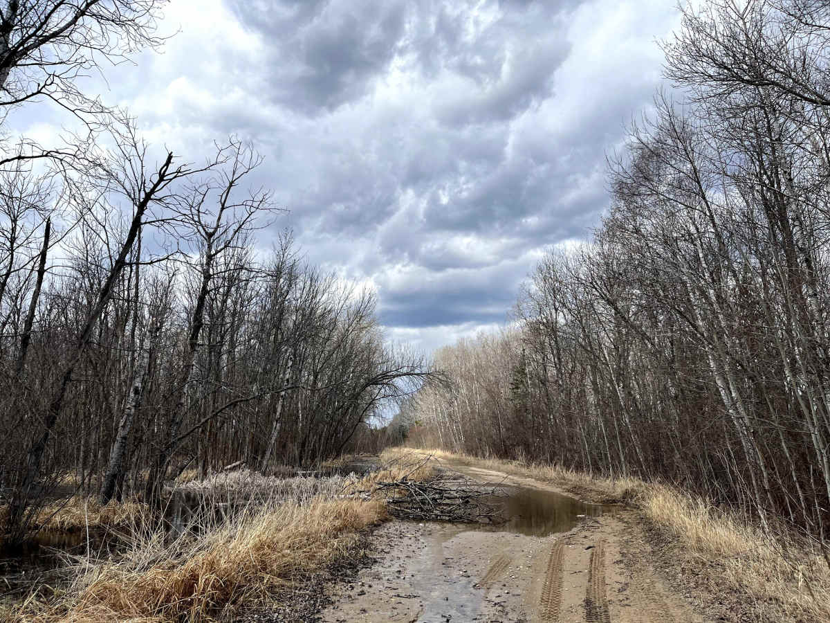 Sandilands Forestry Road 31 photo 6