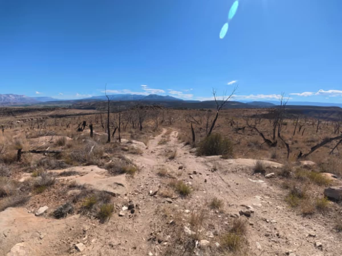 BLM 286 photo 3