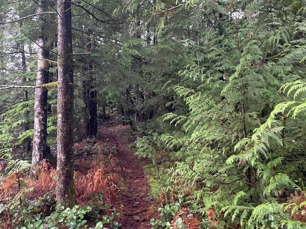 Dark Woods photo 2