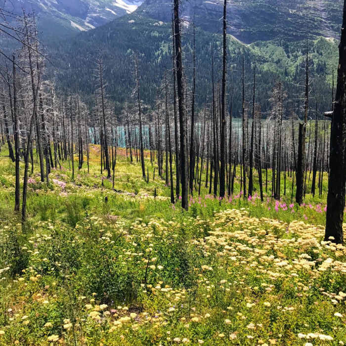 Near Saint Mary Falls