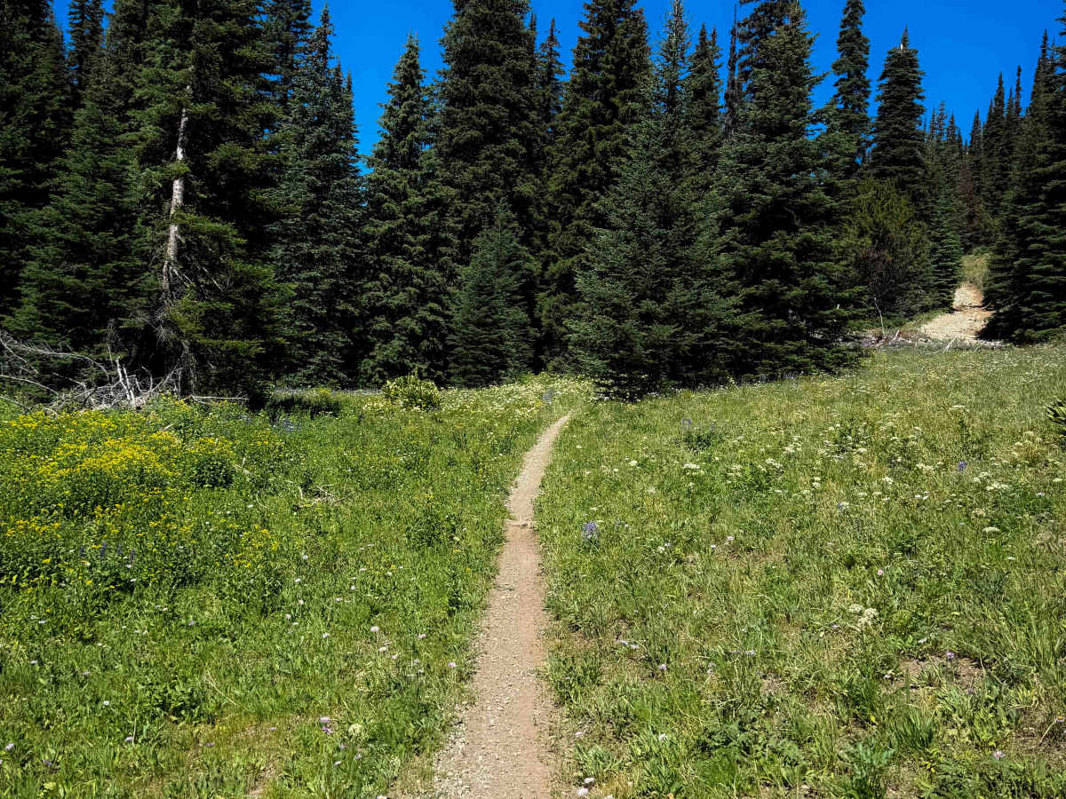 Hereford Meadows 1207  trail photo