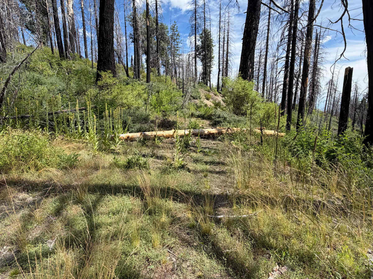 Bigelow - FS 24N41D trail photo