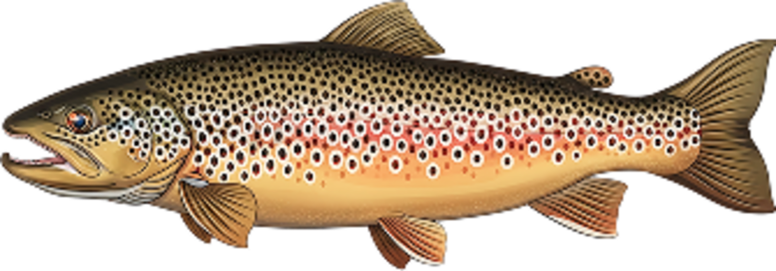 Brown trout