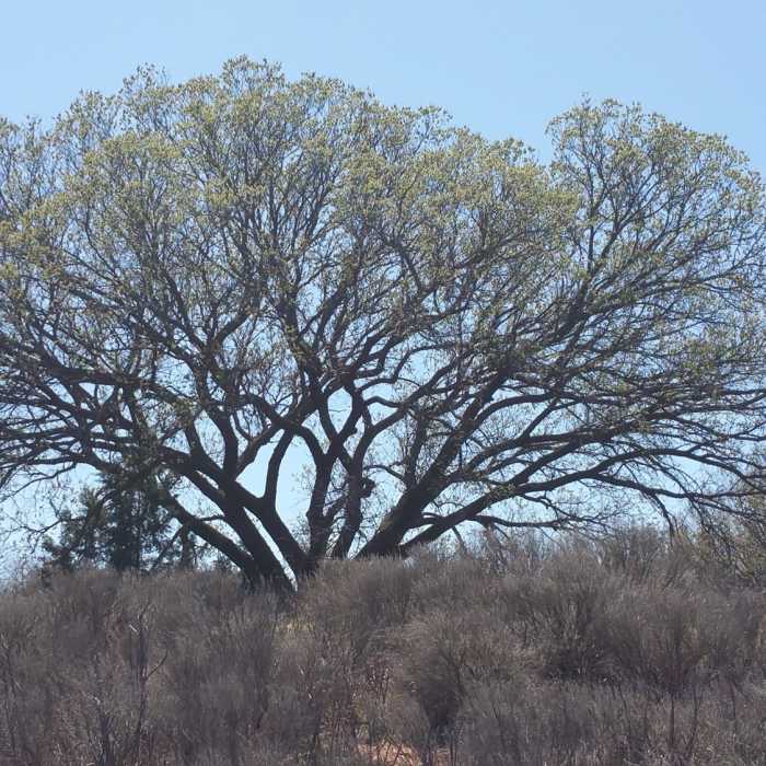 Awesome old trees all around the Owl Cove Recreation Area Near Owl Cove Recreation Area