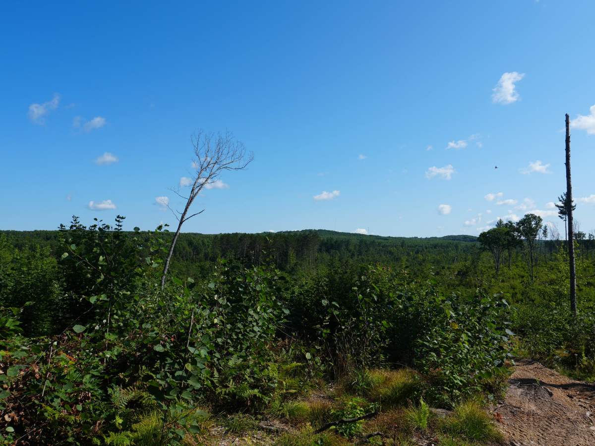 Woods Road photo 6