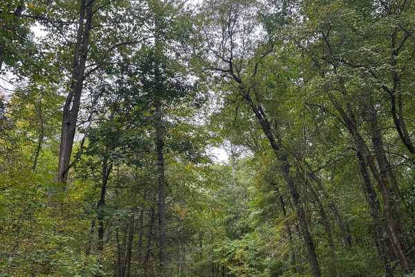 Brandywine Range