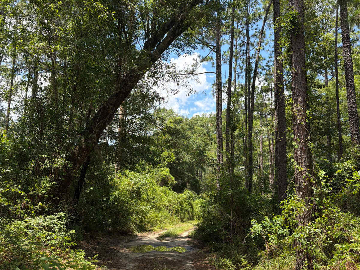 FS F12 trail photo