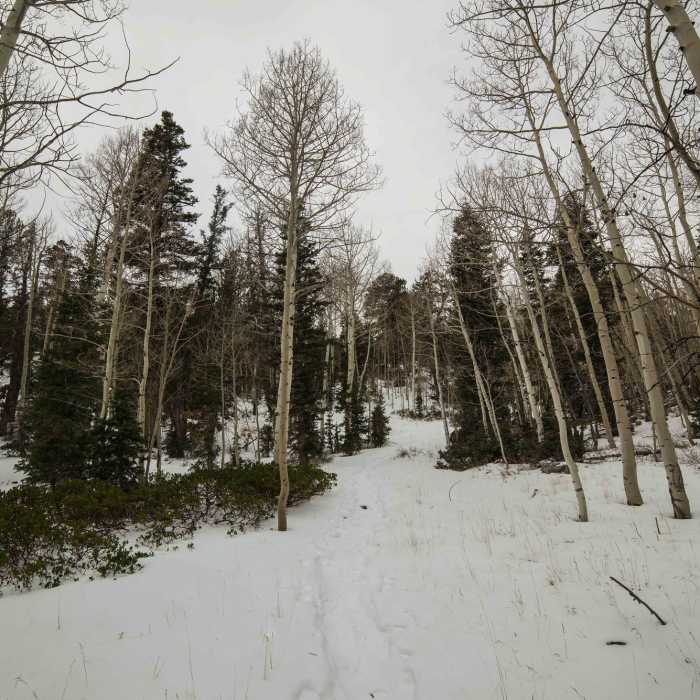 Near Lehman Creek Trail