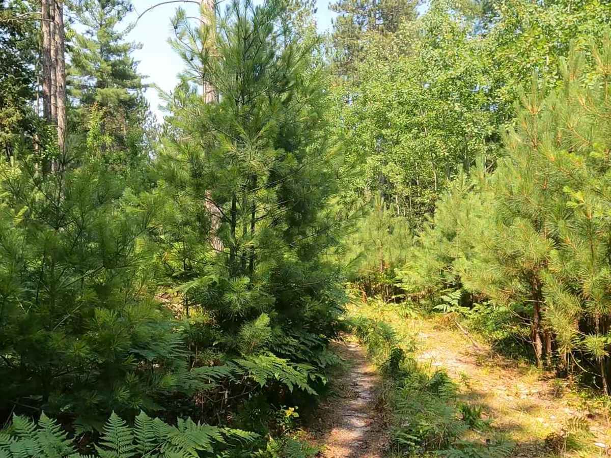 Short Swampy Trail photo 3