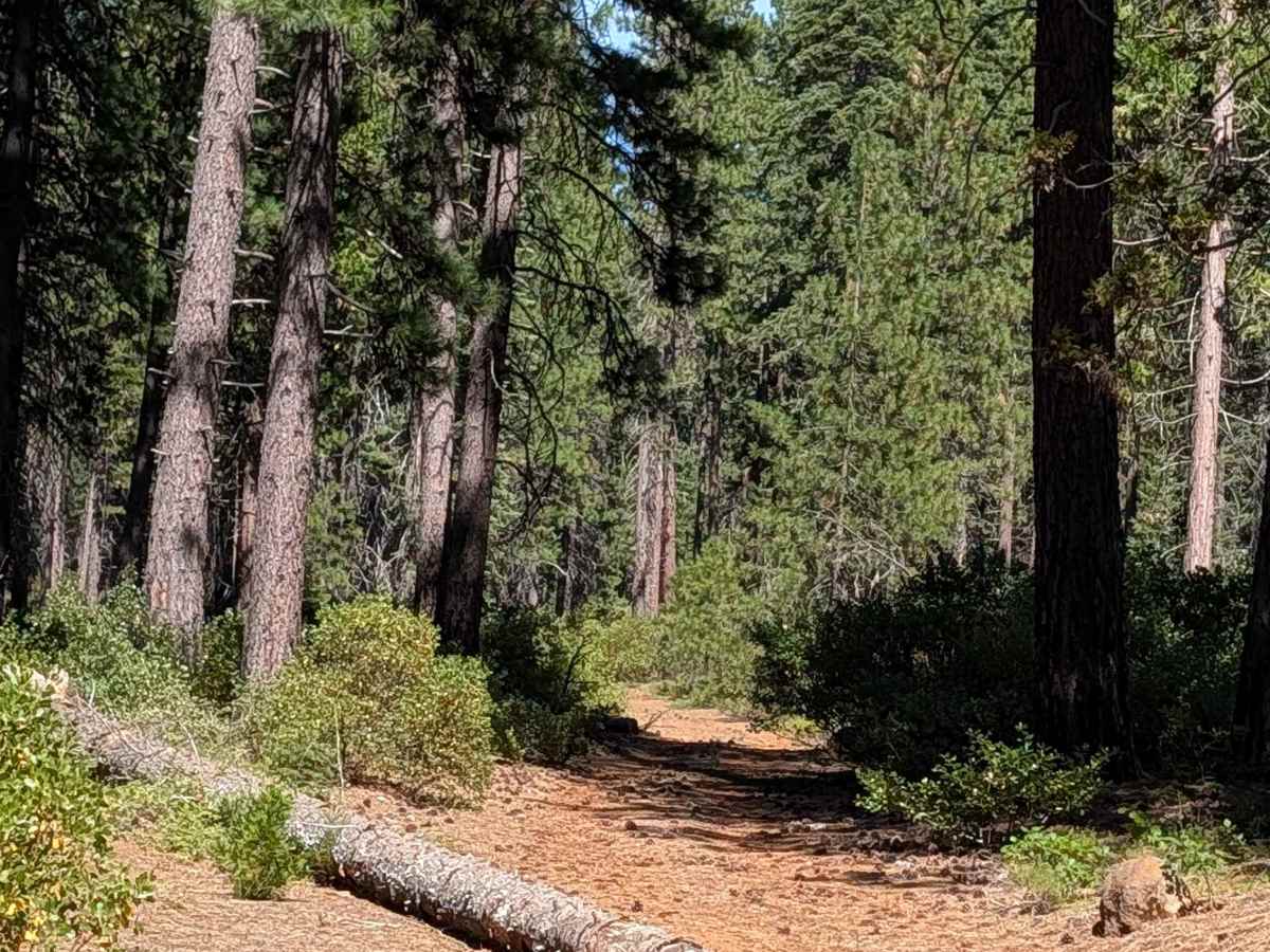 Saddle Back Bartle Ea - FS 40N07Y photo 4
