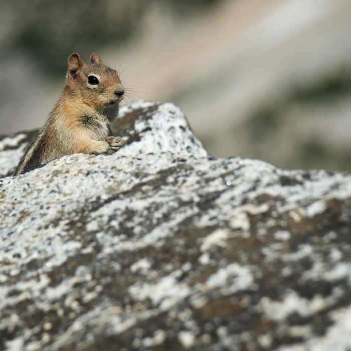 Near Eagle Cap Summit Trail #1805