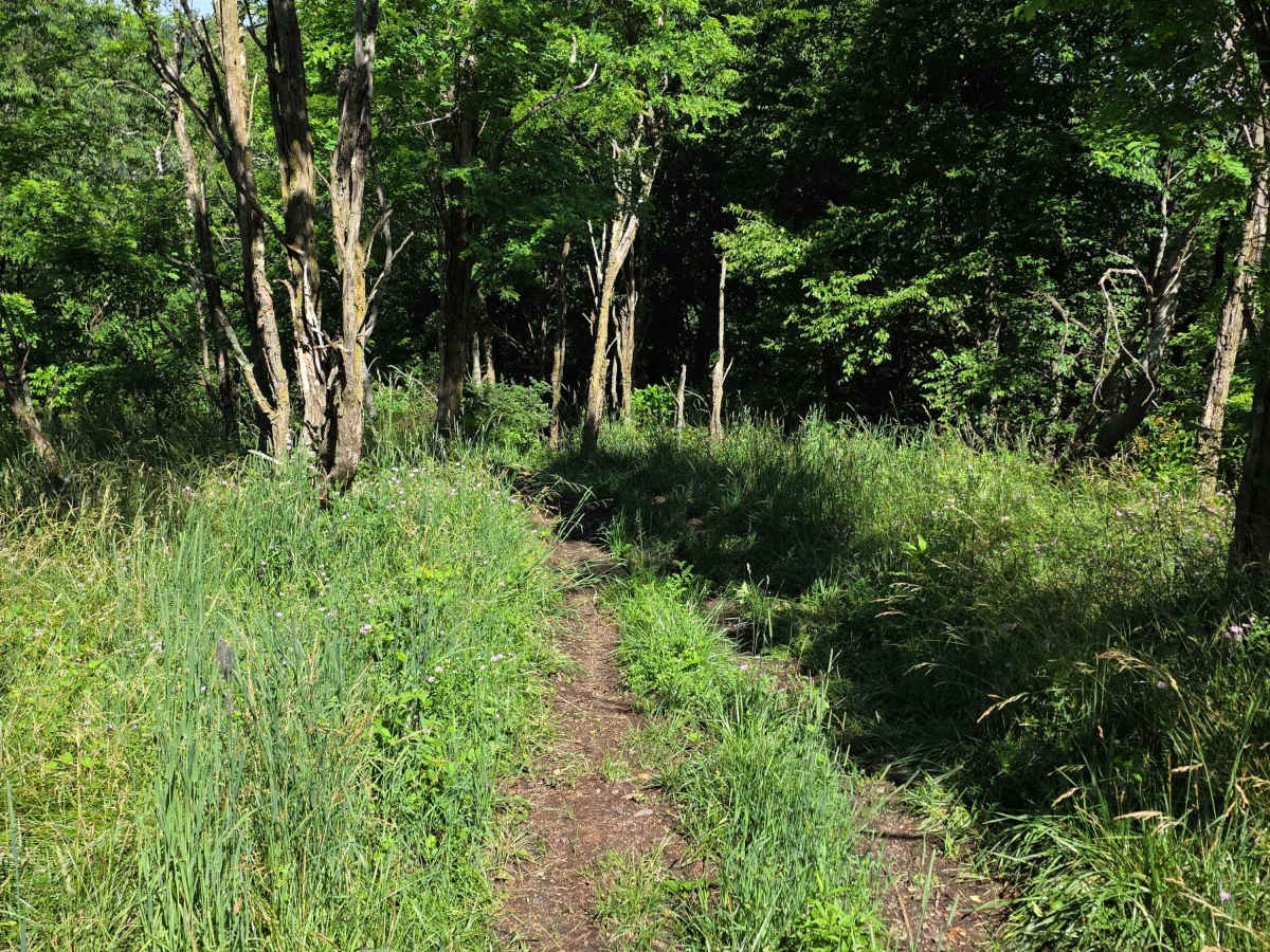 Single Track V photo 6