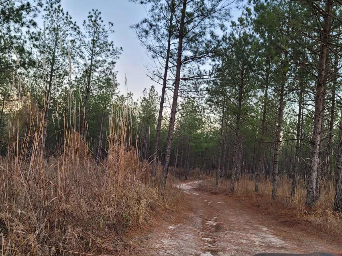 Country Route to White Oak Lake Group Campsite photo 2