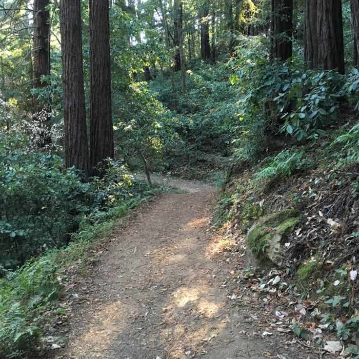 Near Tie Camp Trail