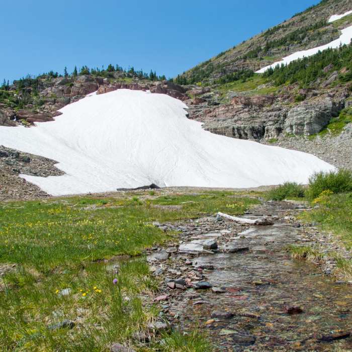 Near Swiftcurrent Pass Trail