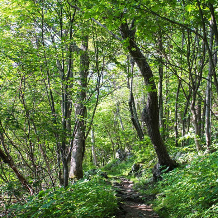 Near Stony Man via Little Stony Man Trail Near Stony Man via Little Stony Man Trail