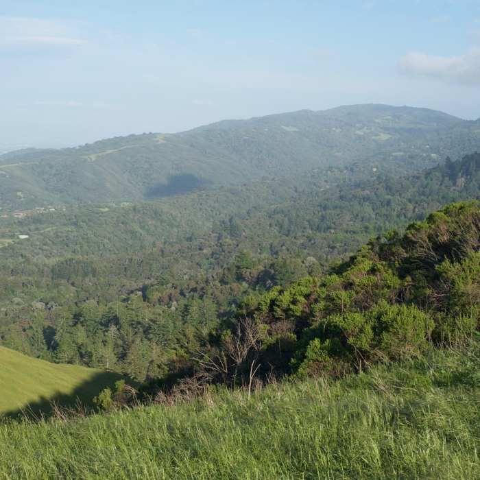 Near Bay Area Ridge Trail: Windy Hill Open Space Preserve