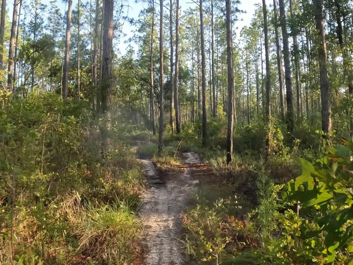 Southeast - FS 15 photo 4