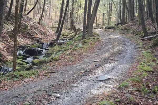 Burton Woods Road