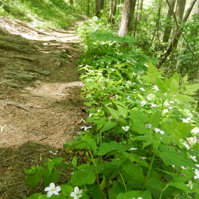 Path is well-worn and has a bit of root/rock exposure. Wildflowers border the trail during springtime. Near Jakes Creek AT Loop
