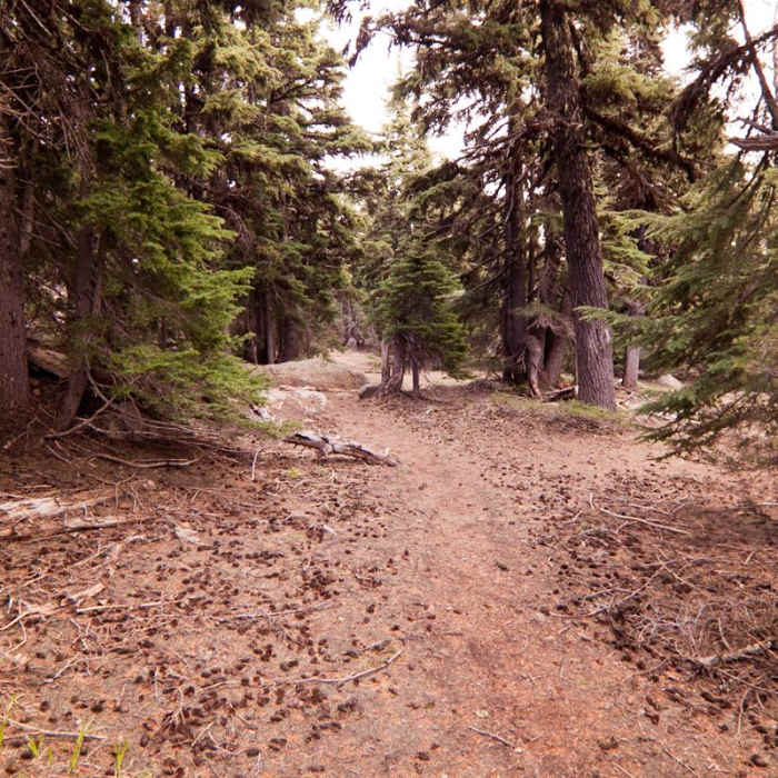 Near Oval Lake + Palisade Point via Lookout Mountain/Divide Trail