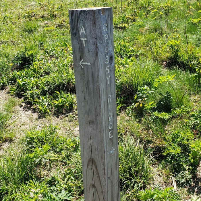 Near Grassy Ridge Bald Trail