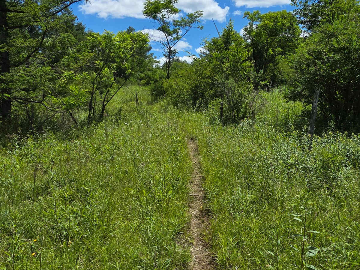 Single Track OO trail photo