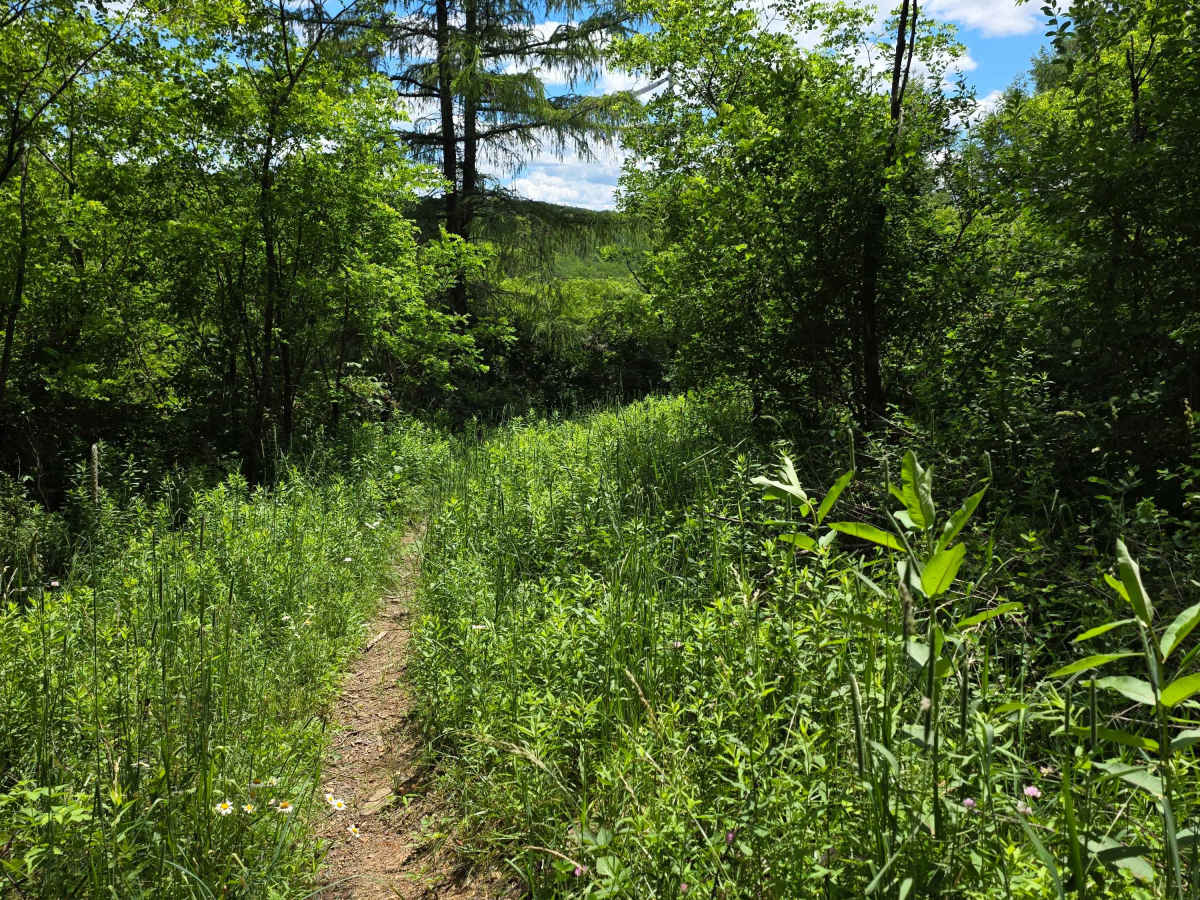 Single Track JJ photo 5