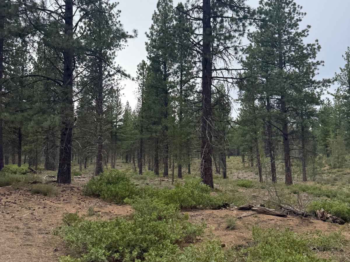 Big Spring Burn Road photo 5