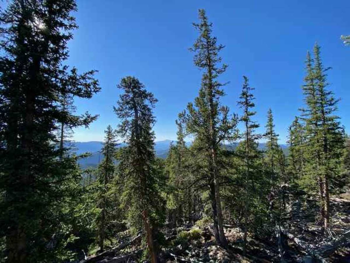 Packer Gulch trail photo