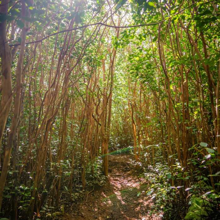 Near Kalauao Gulch and Kalauao Falls Near Kalauao Gulch and Kalauao Falls