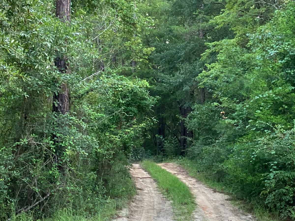 Log Lake Road - FS Y13 photo 5
