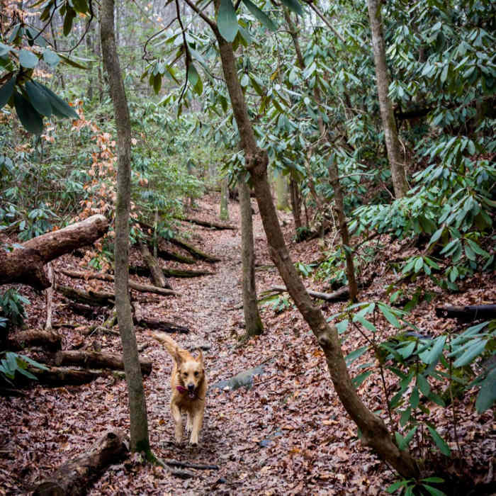 Near Yellow Branch Falls