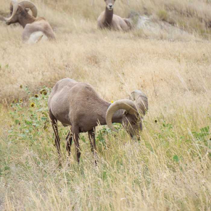 Near Badlands: Medicine Root/Castle/Saddle Pass Loop