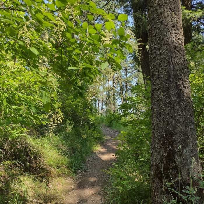 Near Tubbs Hill Summit Trail
