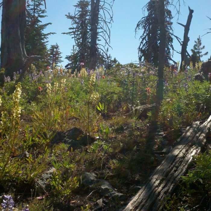 Near Kettle Crest North Trail #13