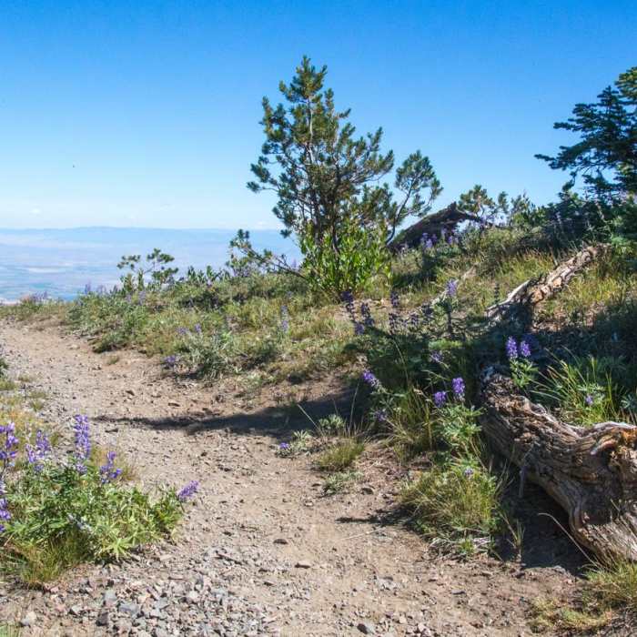 Near Elkhorn Crest Trail: Marble Pass to Anthony Lake