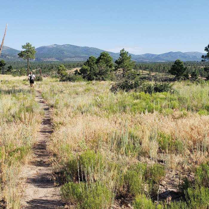 Running along the Frijoles Rim Trail. The Los Alamos county highpoint, Caballo Mountain, is the peak just left of the burned dead tree on the right side of the photo. Near Frijoles Rim Trail