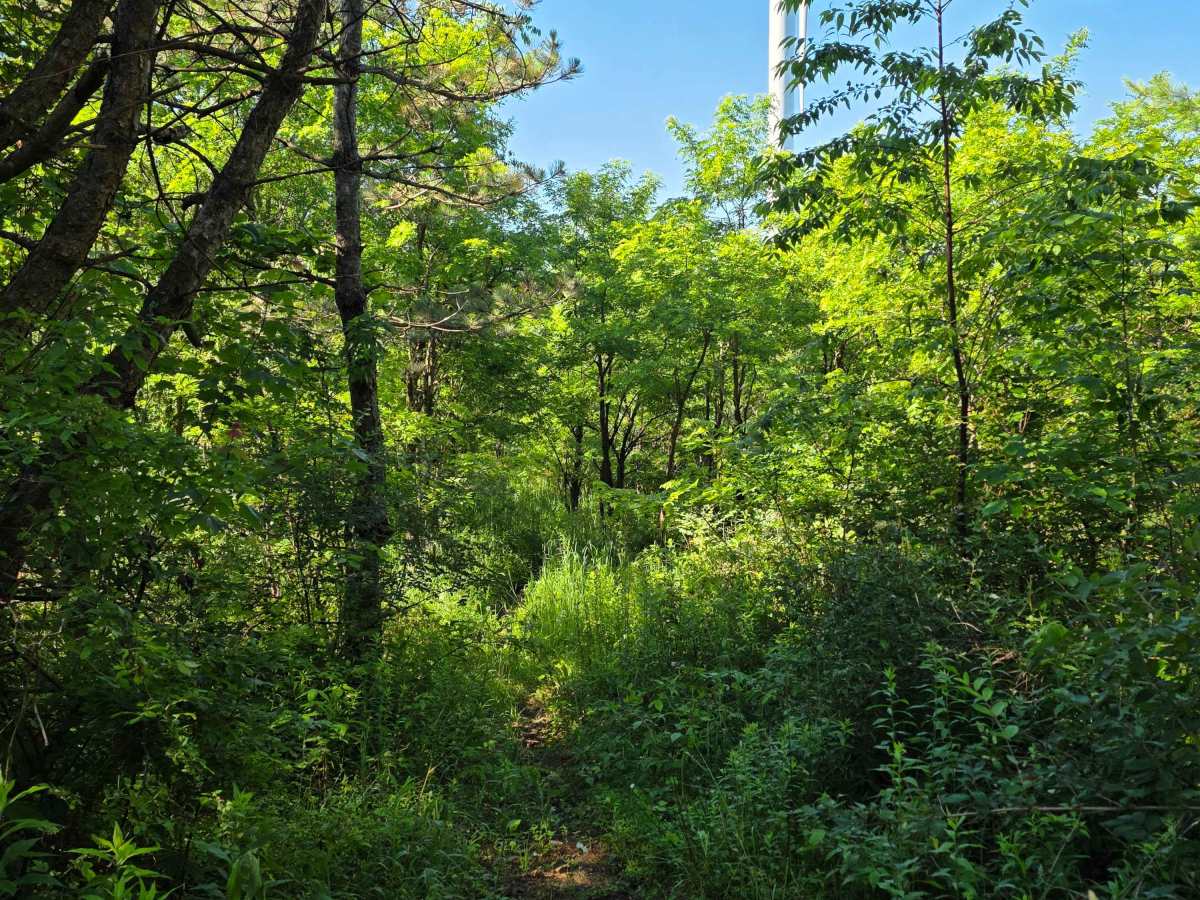 Single Track J3 trail photo