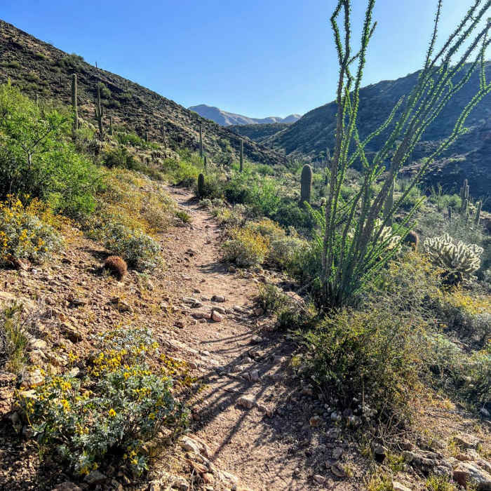 Near Arizona Trail Passage 18: Reavis Canyon