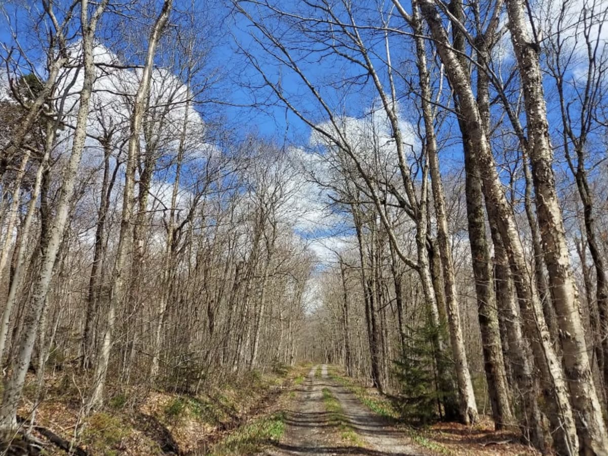 Smith Woods Trail photo 2