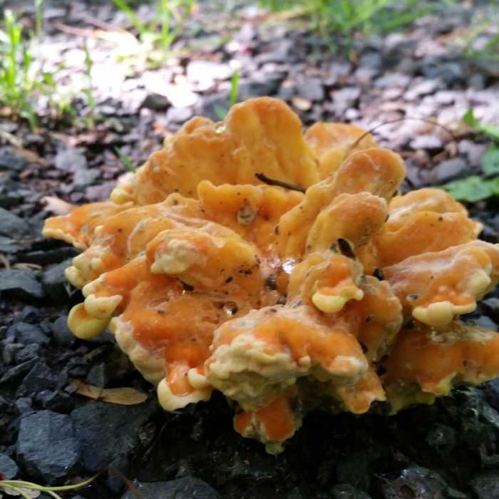 Fungi on the side of the trail Near William O'Brien Tour