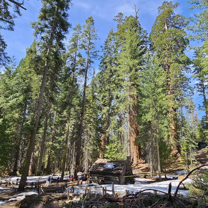 Near General Grant Tree Trail