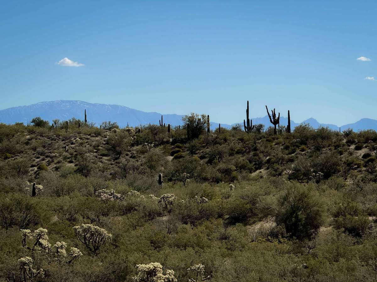 Lower Brady Wash photo 6