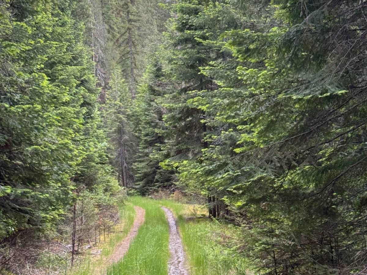Halliday Trail - FS 3100-180 photo 6